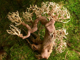 Aquarien Terrarien Bonsai