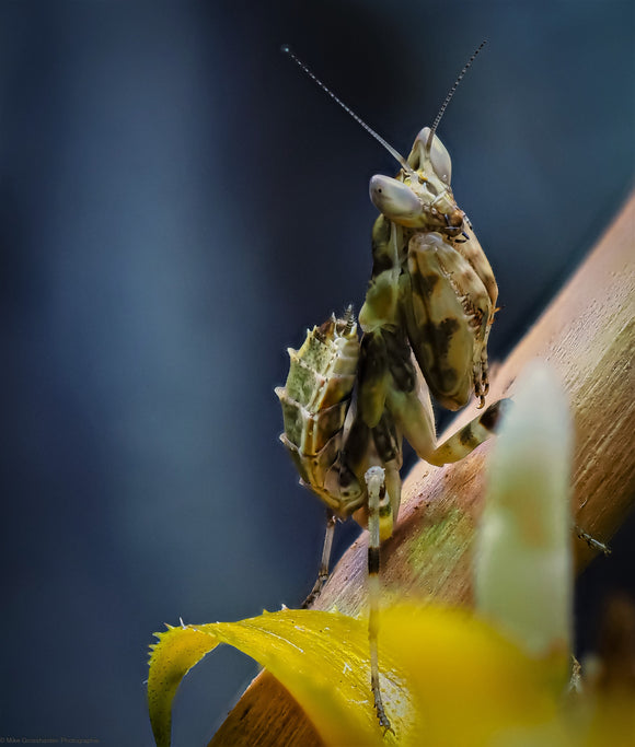Creobroter gemmatus