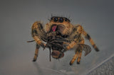 Phidippus regius "Nord Florida" (Springspinne)