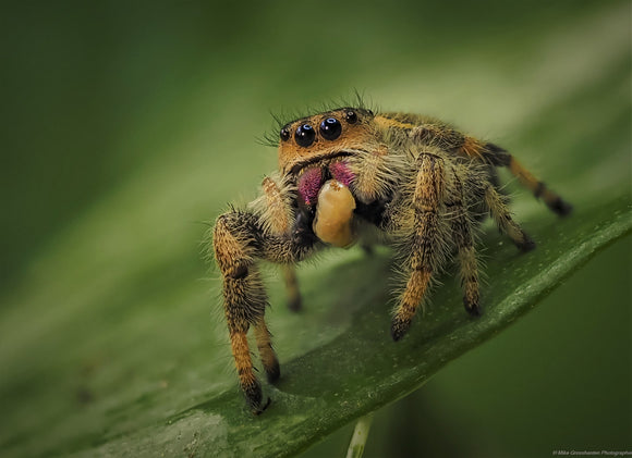 Phidippus regius 