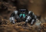 Phidippus regius "Nord Florida" (Springspinne)