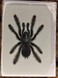 Avicularia avicularia - Kunstdruck DIN A6