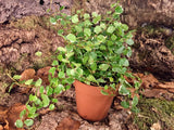 Ficus pumila