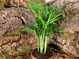 Chamaedorea elegans 'Mini'
