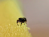 Phidippus regius "Rastafari" (Springspinne)