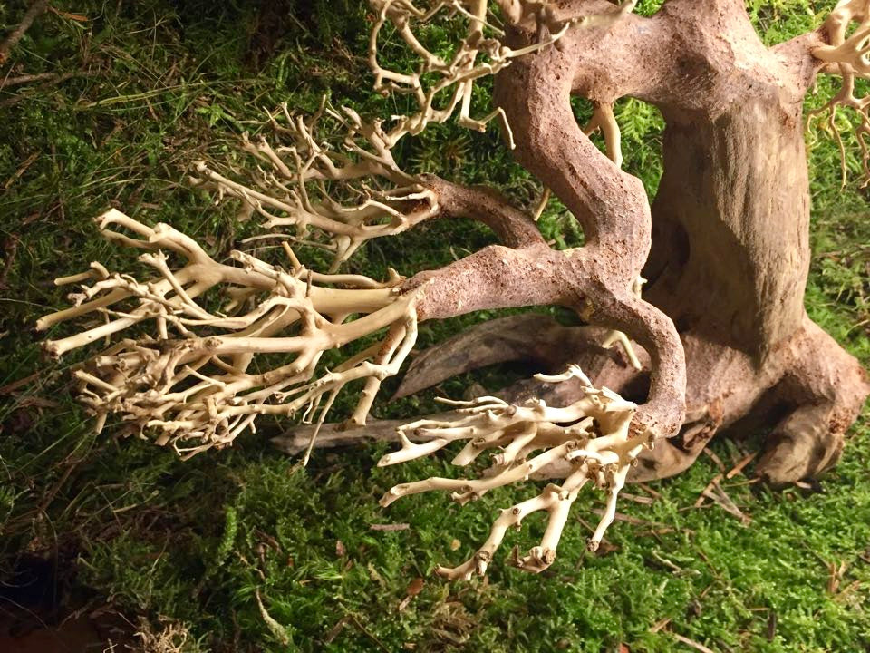 Aquarien Terrarien Bonsai – Arachno-World