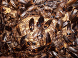 Argentinische Waldschaben (Blaptica dubia)