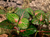Fittonia - grün-rot