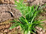 Chamaedorea elegans 'Mini'