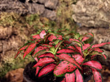 Fittonia - rot