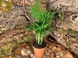 Chamaedorea elegans 'Mini'