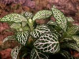 Fittonia - grün-weiß