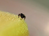 Phidippus regius "Rastafari" (Springspinne)