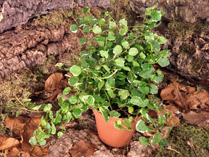 Ficus pumila