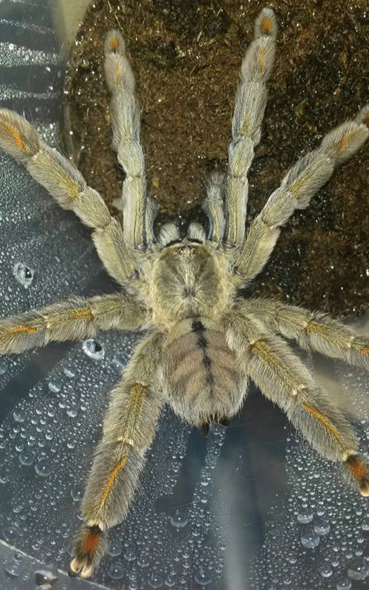 1.0 Psalmopoeus cambridgei