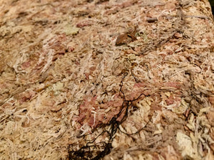 Sphagnum Moos