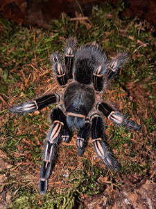 0.1 Aphonopelma seemanni