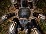 0.1 Aphonopelma seemanni