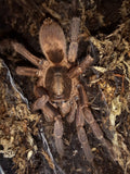 0.1 Euthycaelus colonica