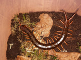 Scolopendra dehaani "Orange Legs"