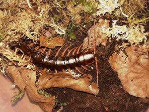 Scolopendra dehaani "Orange Legs"