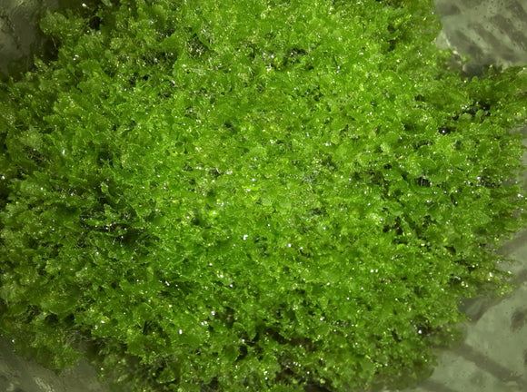 Antrophyum cf. plantagineum