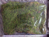 Waldmoos lebend
