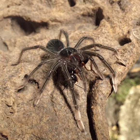 0.1 Theraphosa apophysis