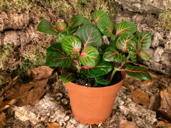 Fittonia - grün-rot