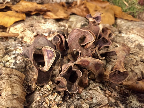 Dry Fruit Pod Potpourri