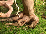 Aquarien Terrarien Bonsai
