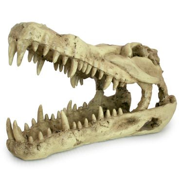Totenkopf Krokodilschädel