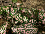 Fittonia - grün-rosa