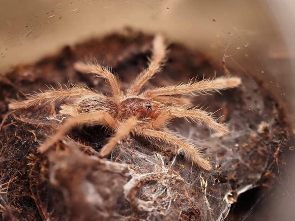Neoholothele incei 