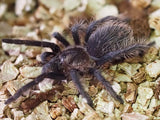 1.1 Tliltocatl albopilosus Nicaragua