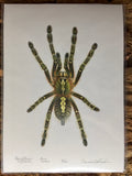 Poecilotheria rufilata Kunstdruck - limitiert und signiert DIN A4