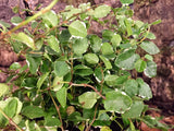 Ficus pumila