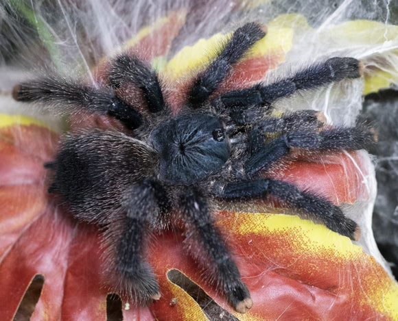 Avicularia avicularia