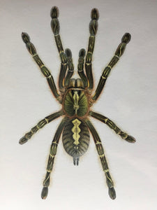 Poecilotheria rufilata Kunstdruck - limitiert und signiert DIN A4