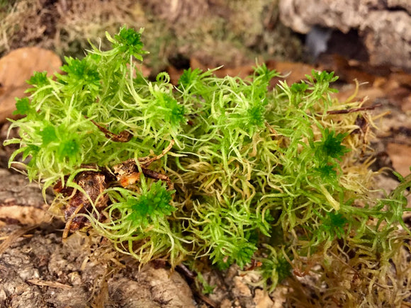 Sphagnum Moos lebend