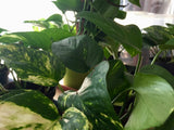 Scindapsus aureus (Efeutute)
